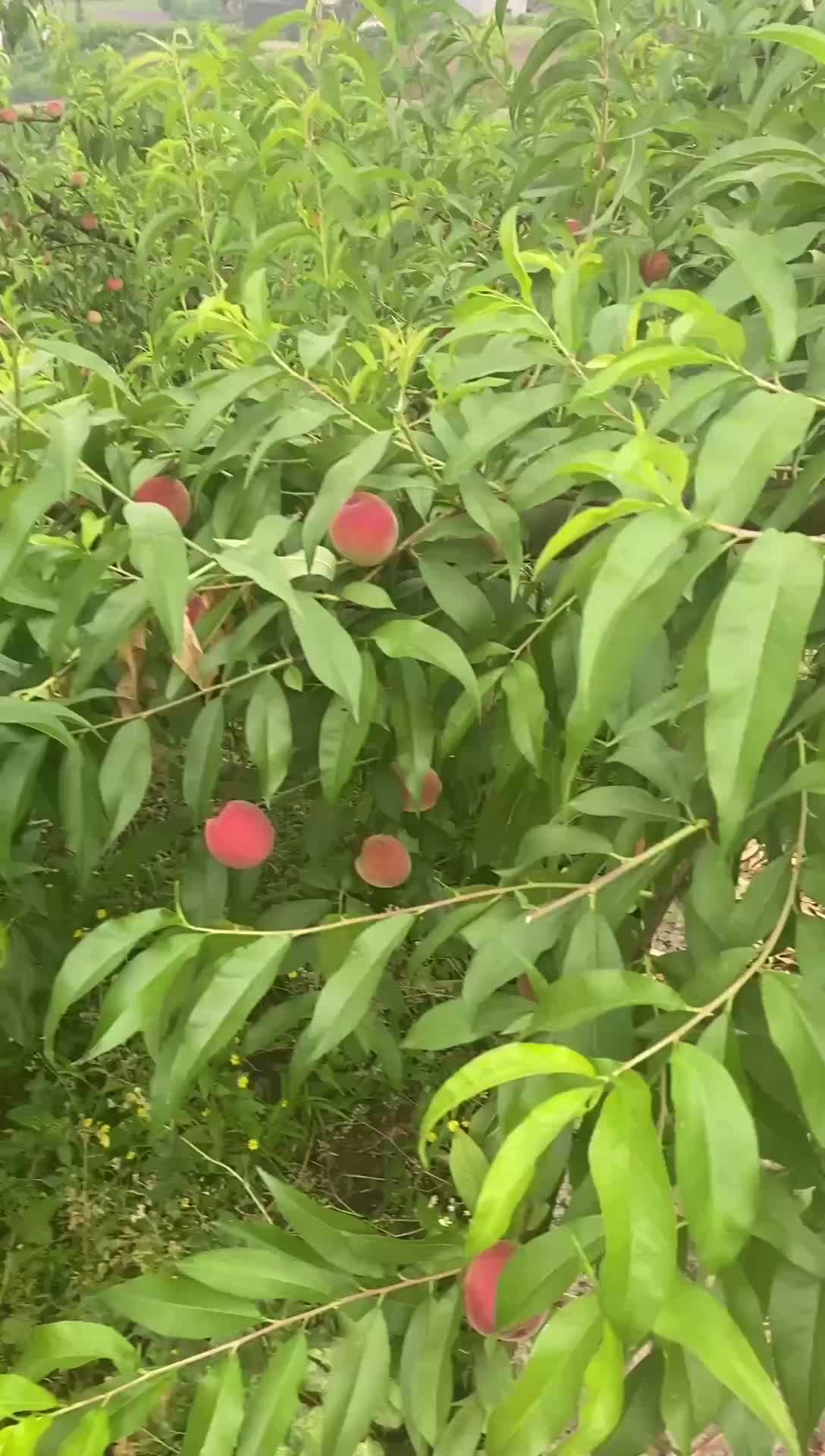 苹果型毛桃