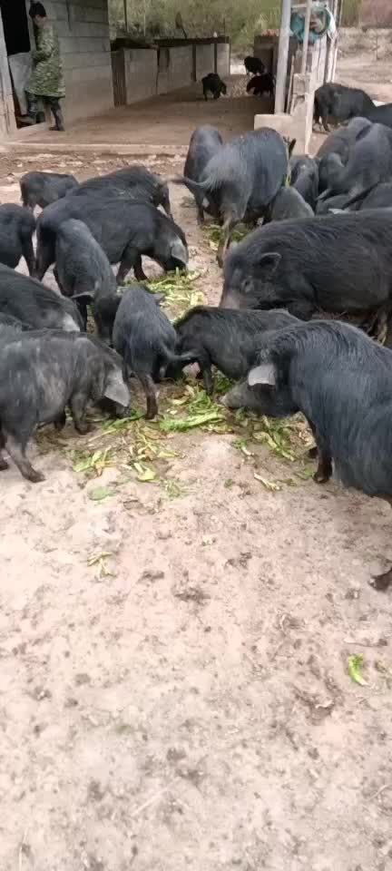 藏香猪，纯野生放养，肉质肥而不腻，非常鲜美，绿色养殖