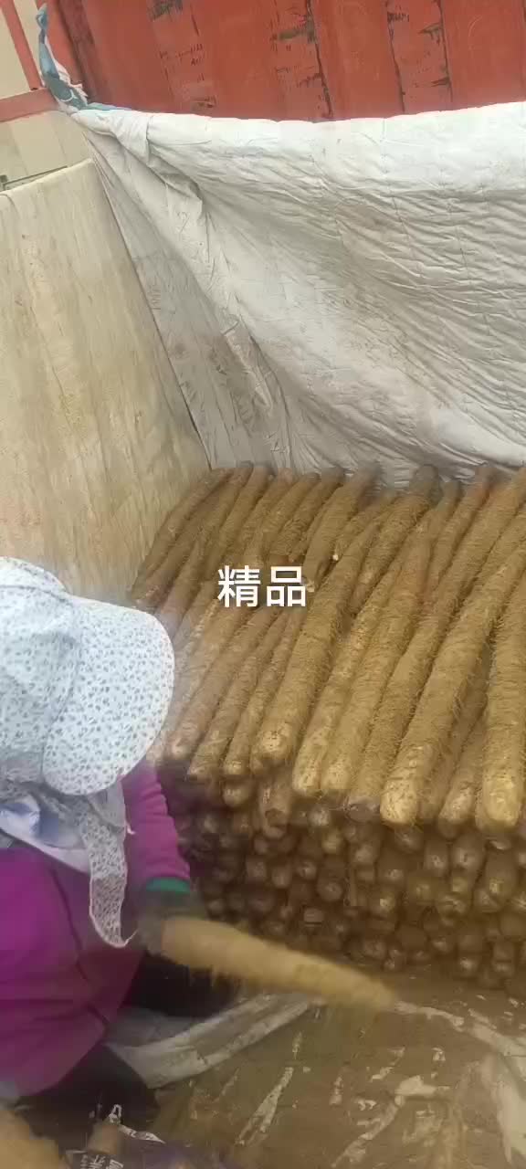 榆林白玉山药出库中