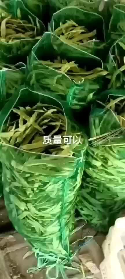 扁豆