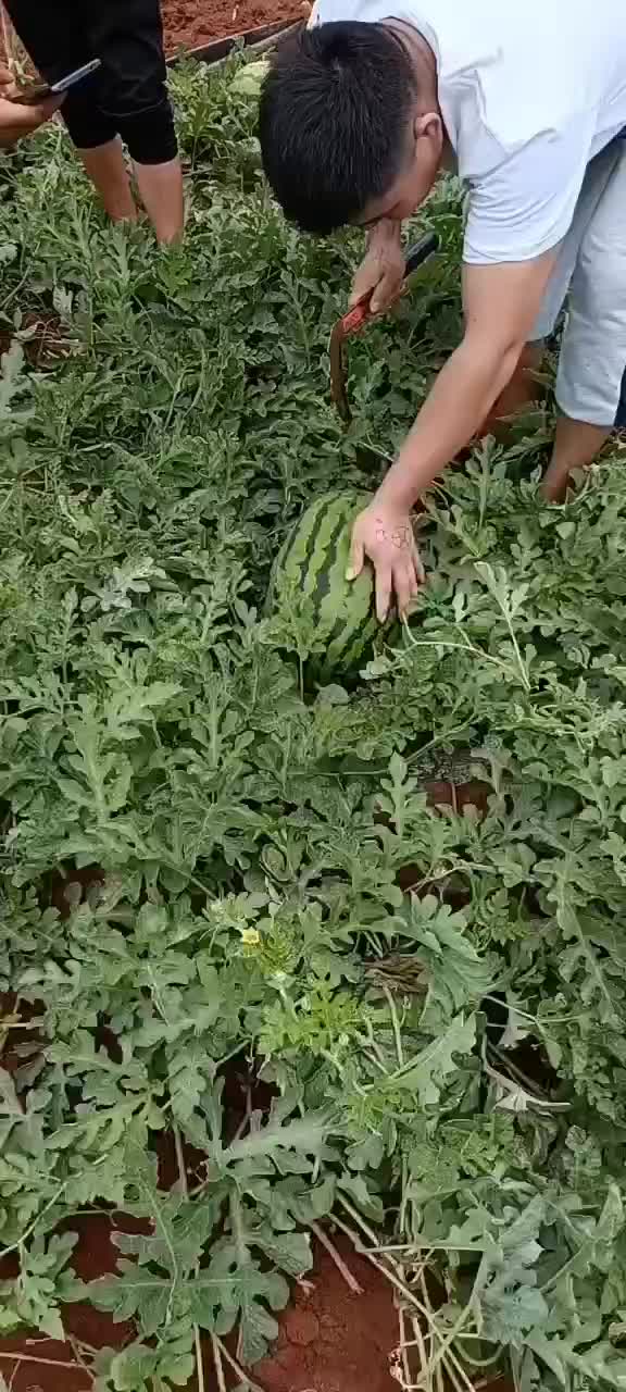 本地农户露天山地甜王西瓜，大量出售，需要的老板敢快联