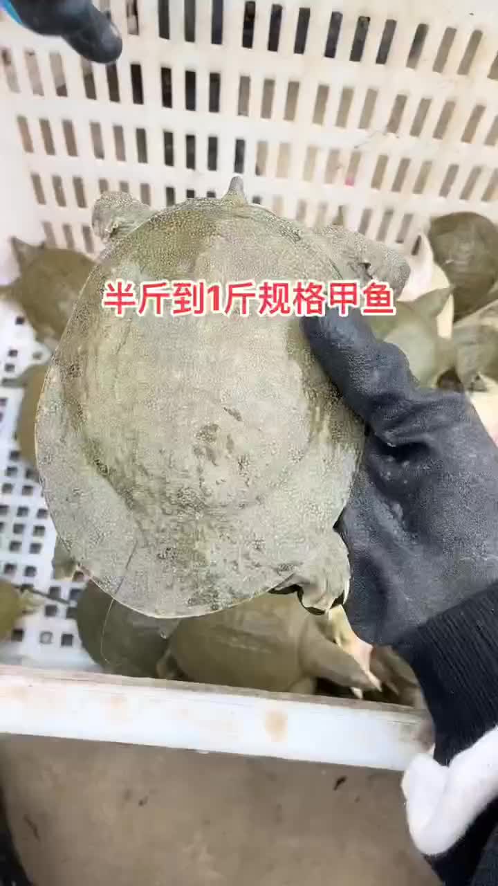 网红麻辣甲鱼外塘冷水甲鱼，大小规格齐全全国发货，量大从优