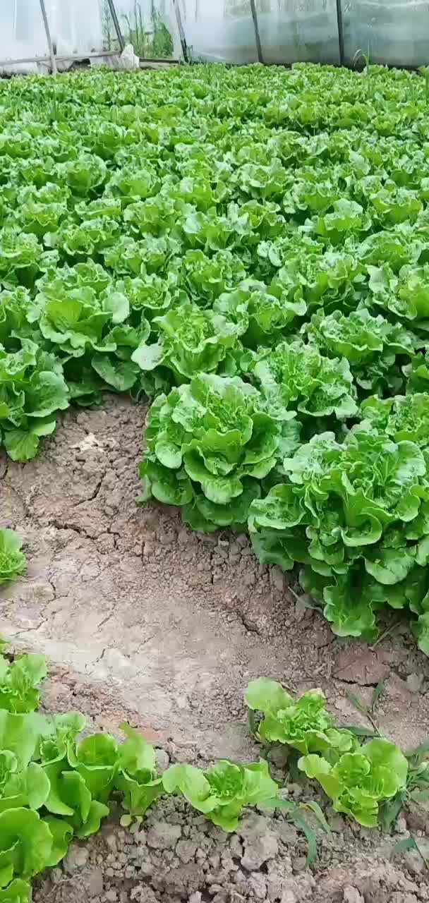 精品生菜鸡毛菜小青菜杭白菜上市中