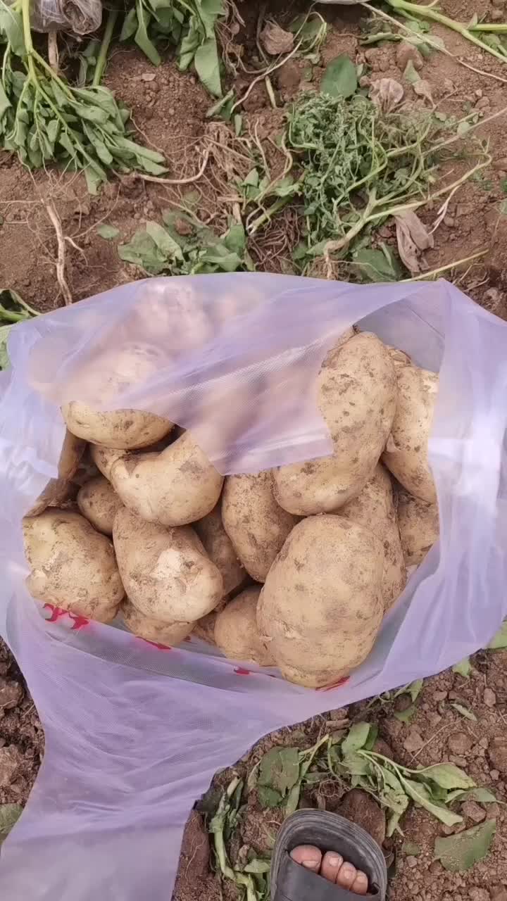 宝鸡土豆226沃土5号