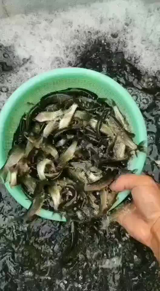 精品草鱼苗