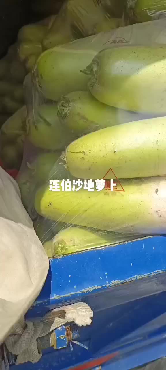 连伯沙地萝卜