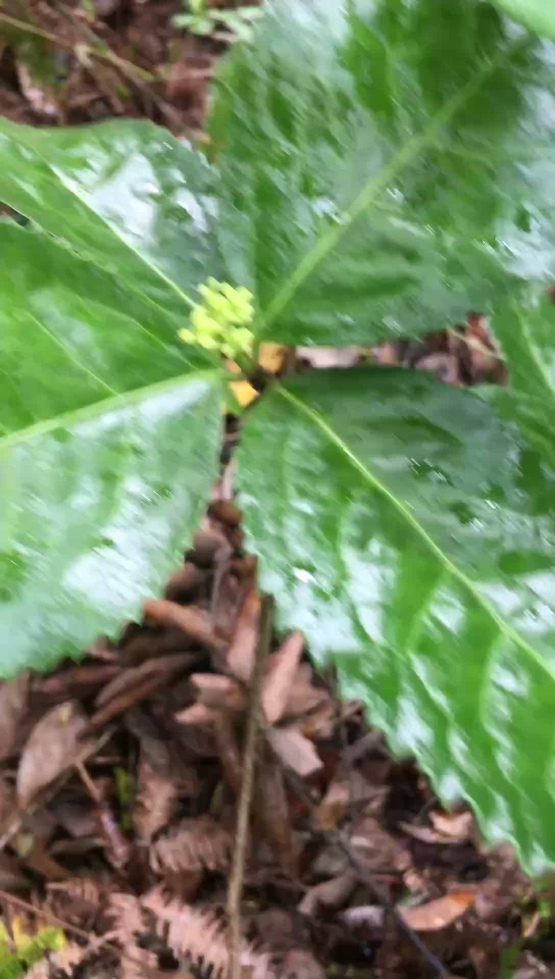 野生草珊瑚：别名九节茶