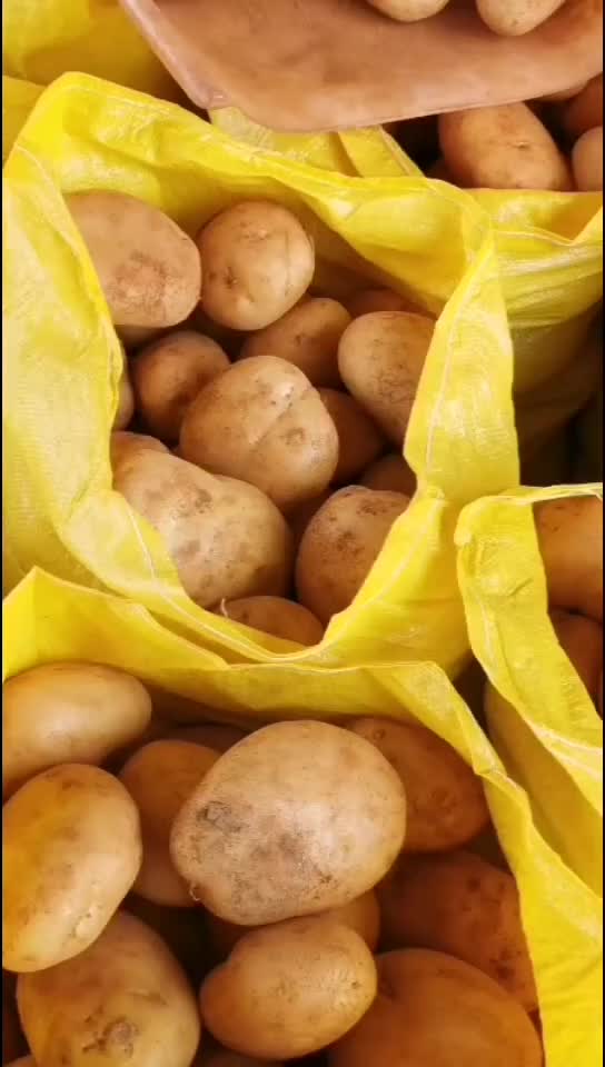 云南文山基地丽薯大量上市