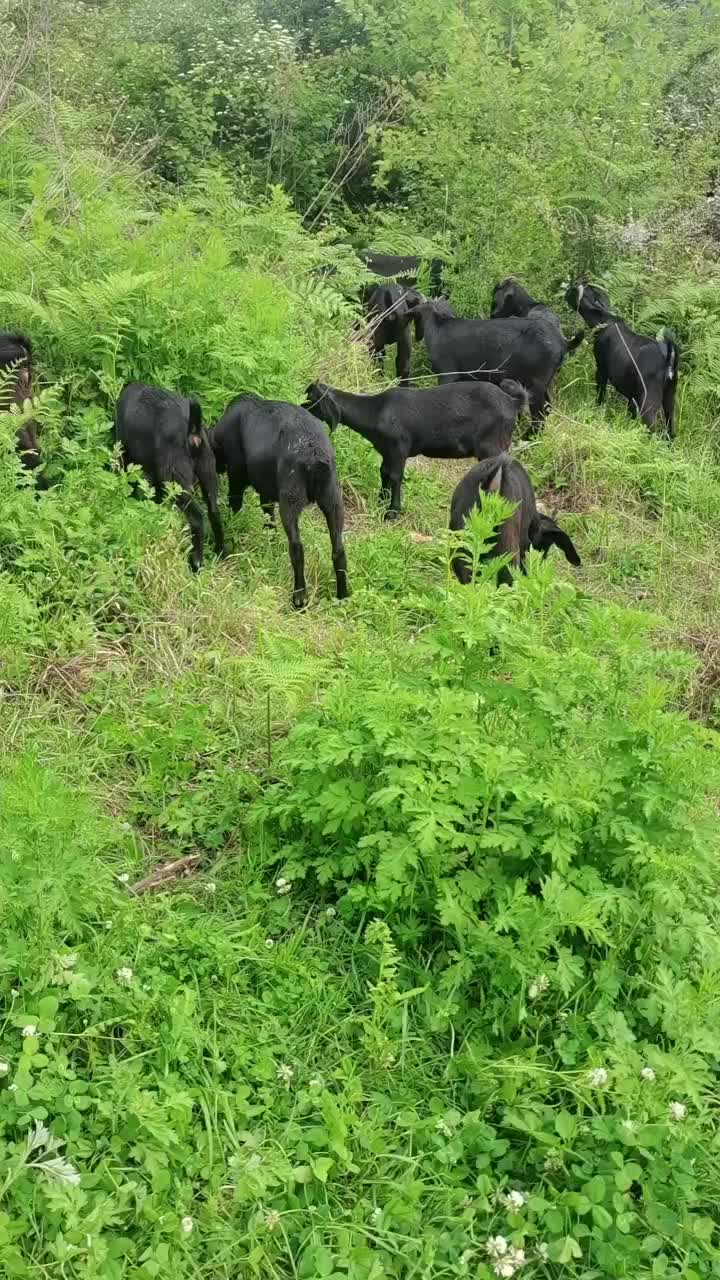 努比亚山羊