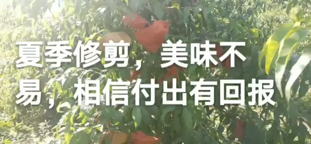 夏剪已结束