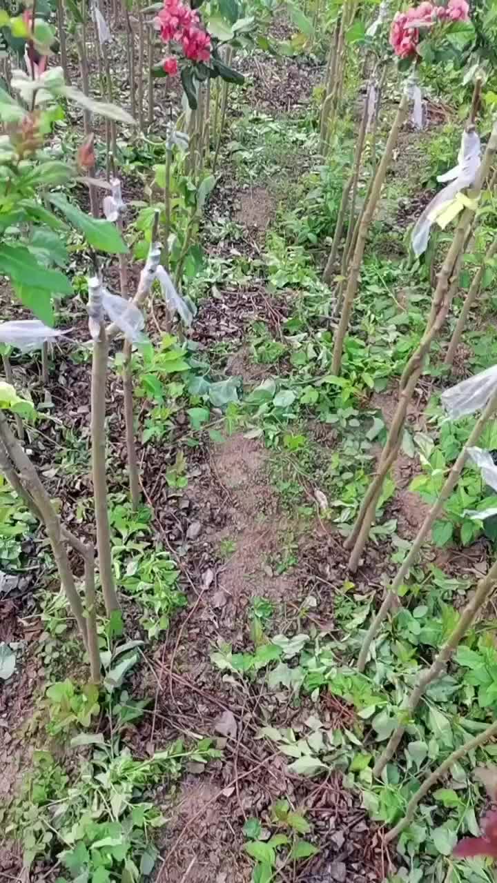 富贵王子风景树，花期特别长，现在还有那么多花呢，特别好看