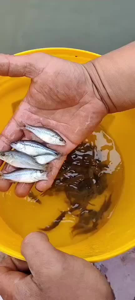 鲈鱼苗各种规格齐全50-300尾无病害