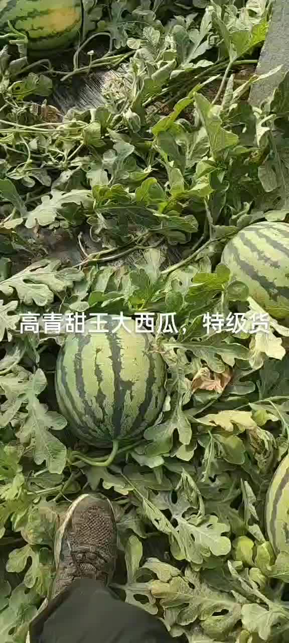 高青大西瓜甜王