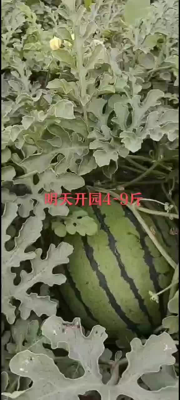 正宗陆地台头西瓜