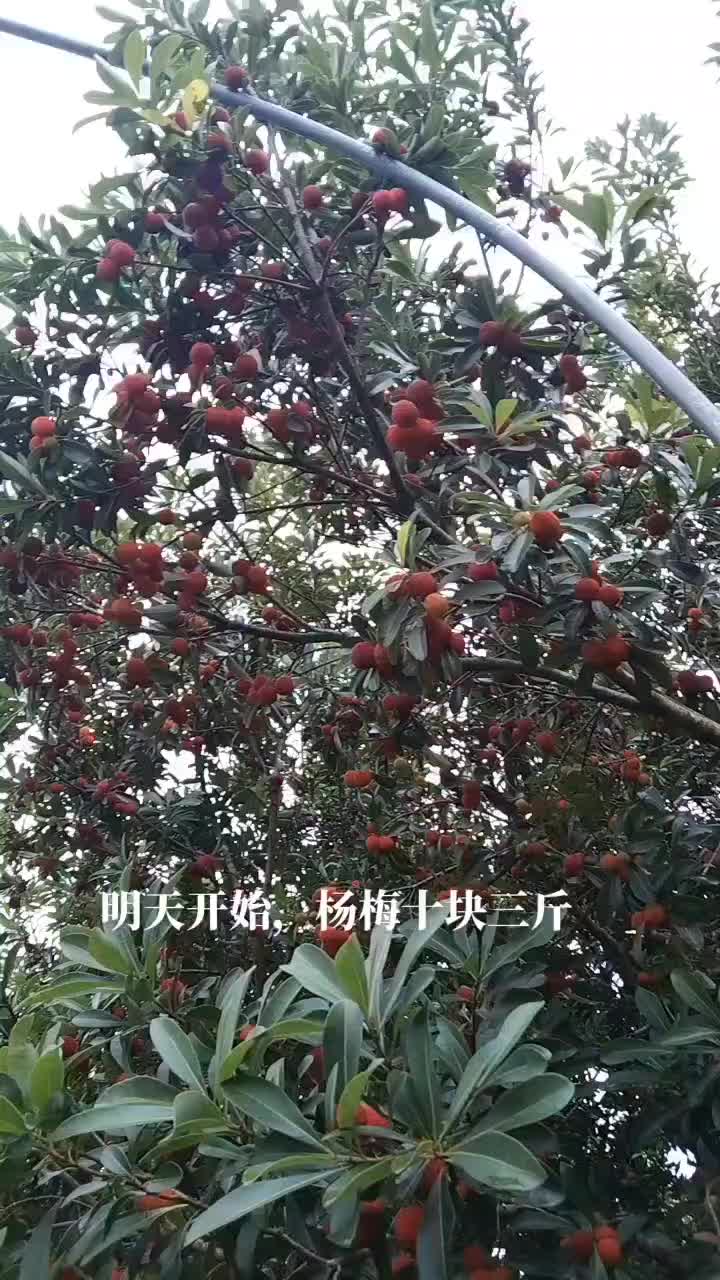 黑炭杨梅