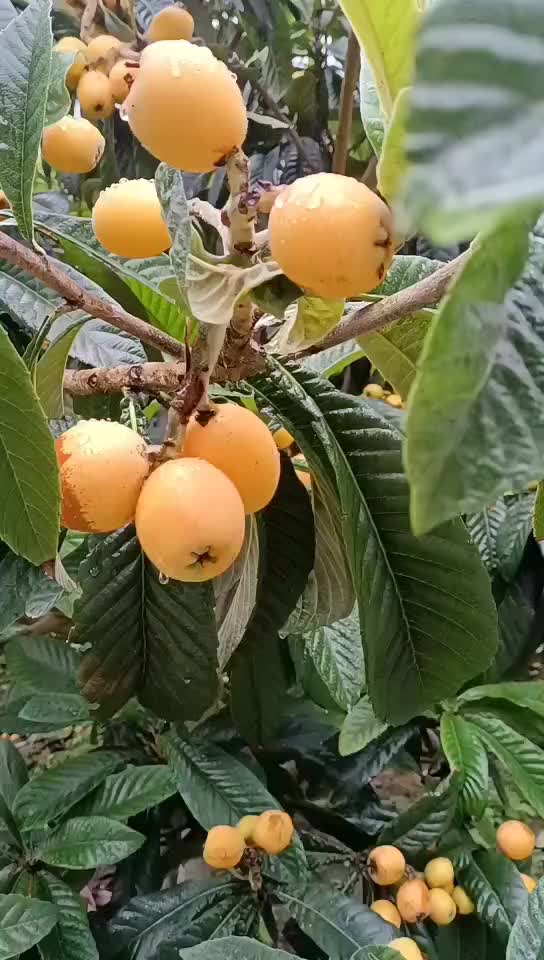 茂县枇杷，量多货好，价格可根据要的的数量谈。