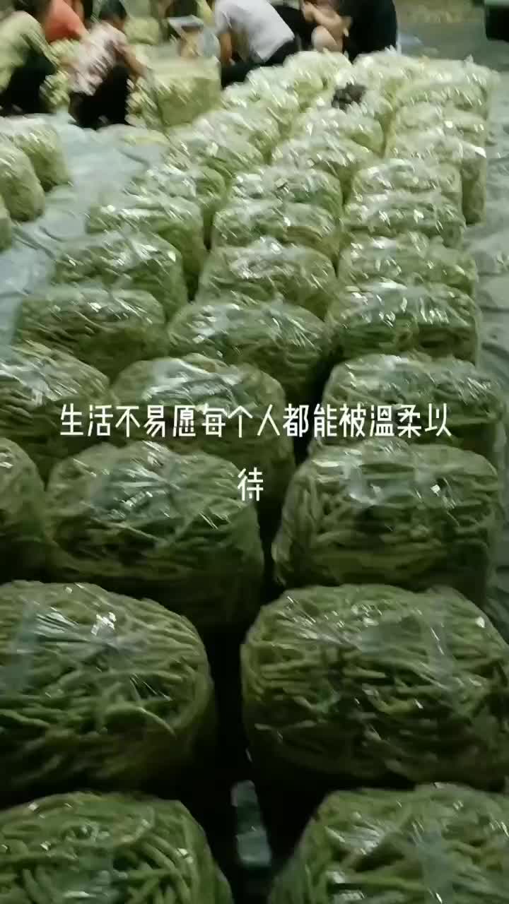 大量白豆角货源充足大量上市对接市场商超社区团购