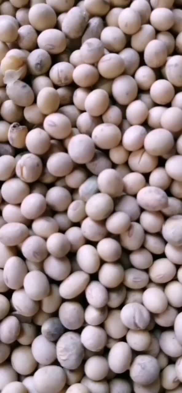 杂花豆，通货，常年供应全国发货量大从优