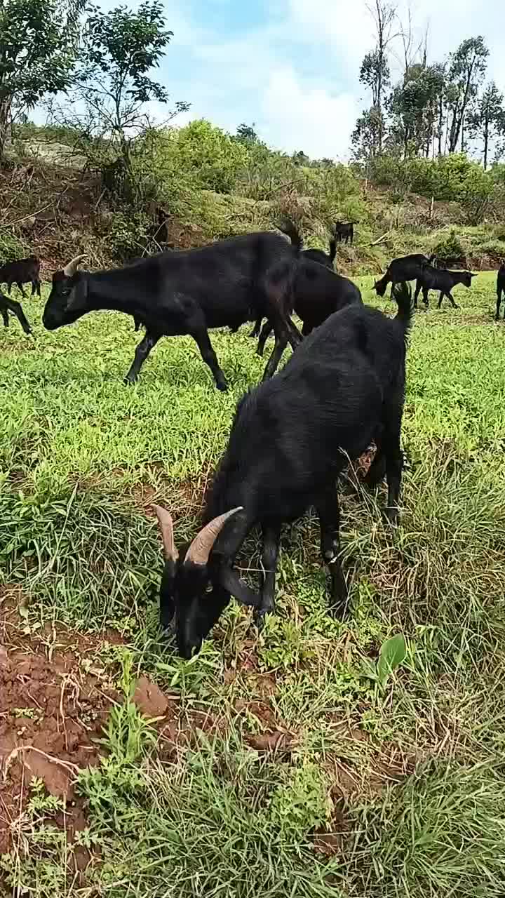 云南大山深处自然放养山羊