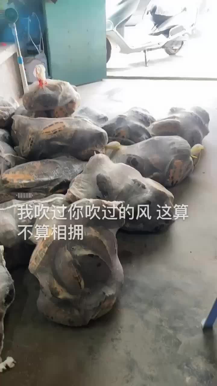 广东优质乌龟，大量批发！私要下单！量大价优来电优惠