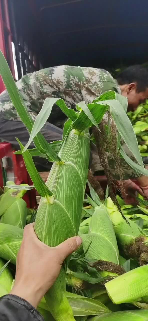 太白县高山精品太阳花水果玉米大量上市中，品质优，口感好！