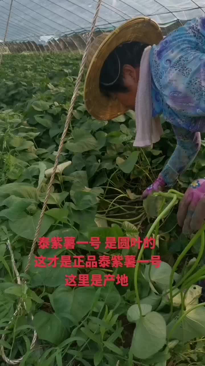 泰紫薯一号千亩种植基地产地发货品质口感有保证