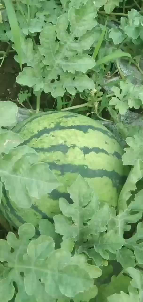 好货需要的来🍉