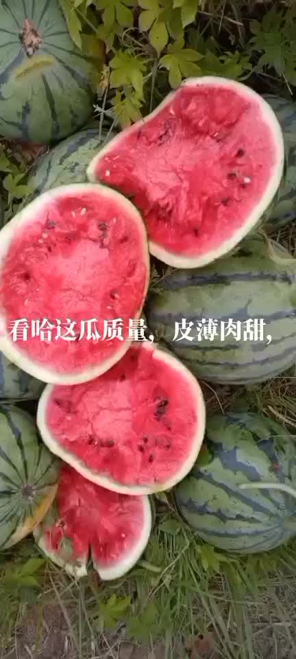 美都，皮薄肉甜，糖度以上以上，无空瓜，歪瓜，皮毛好，