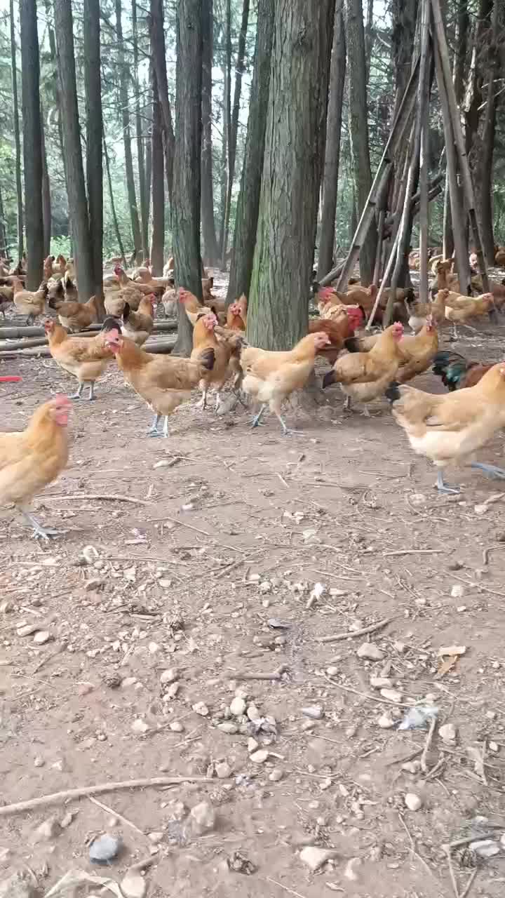 东乡土鸡，青脚鸡，鸡群健康，肉质好客户反应非常好。