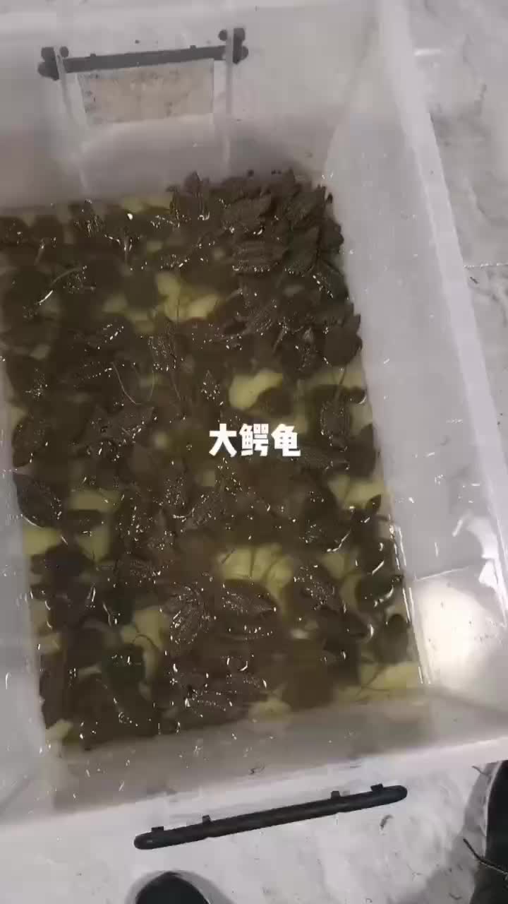 大鳄龟苗，进口鳄龟苗，全国发货