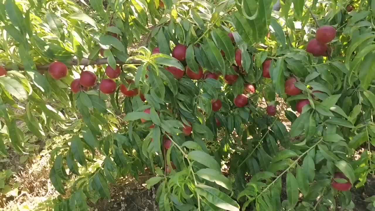 中油二十大量上市中。