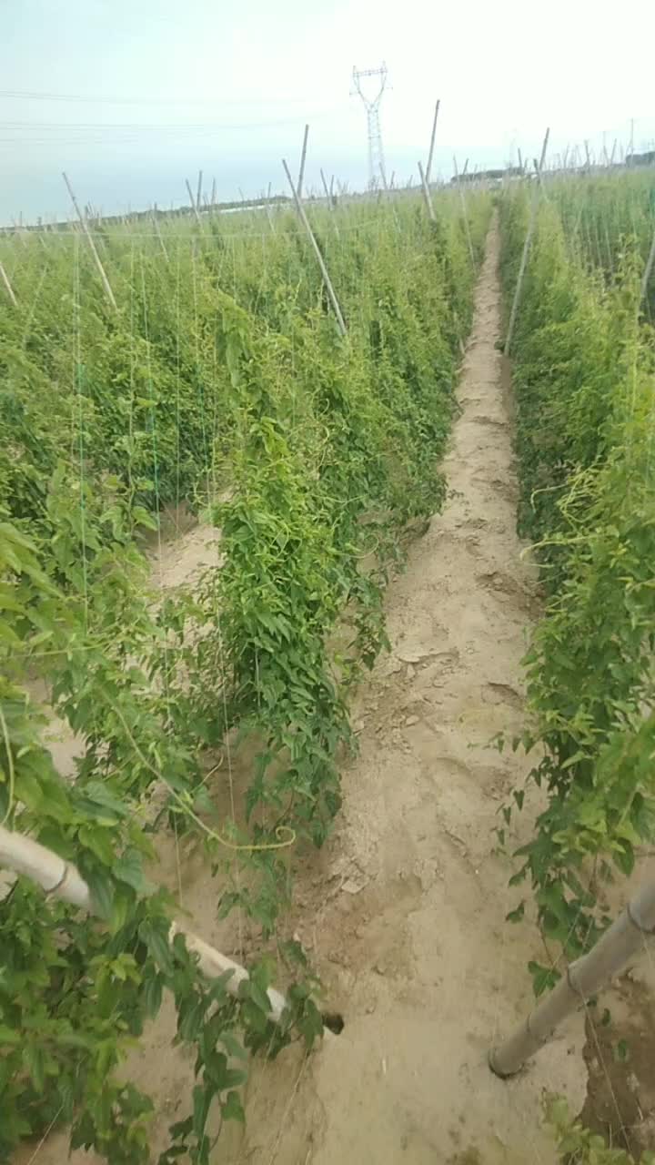 我想卖麻山药