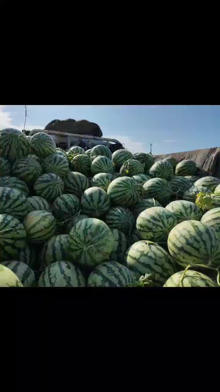 美都二茬直秧苗，大量上市，个头均匀，皮毛漂亮