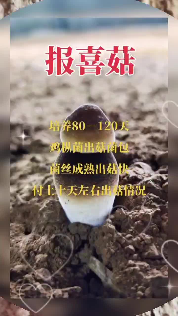 黑皮鸡枞菌