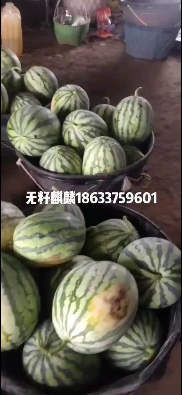 无籽麒麟西瓜