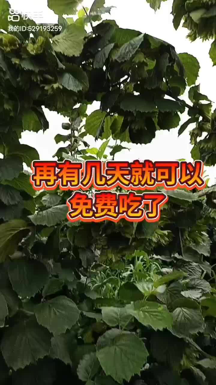 平欧大果榛子