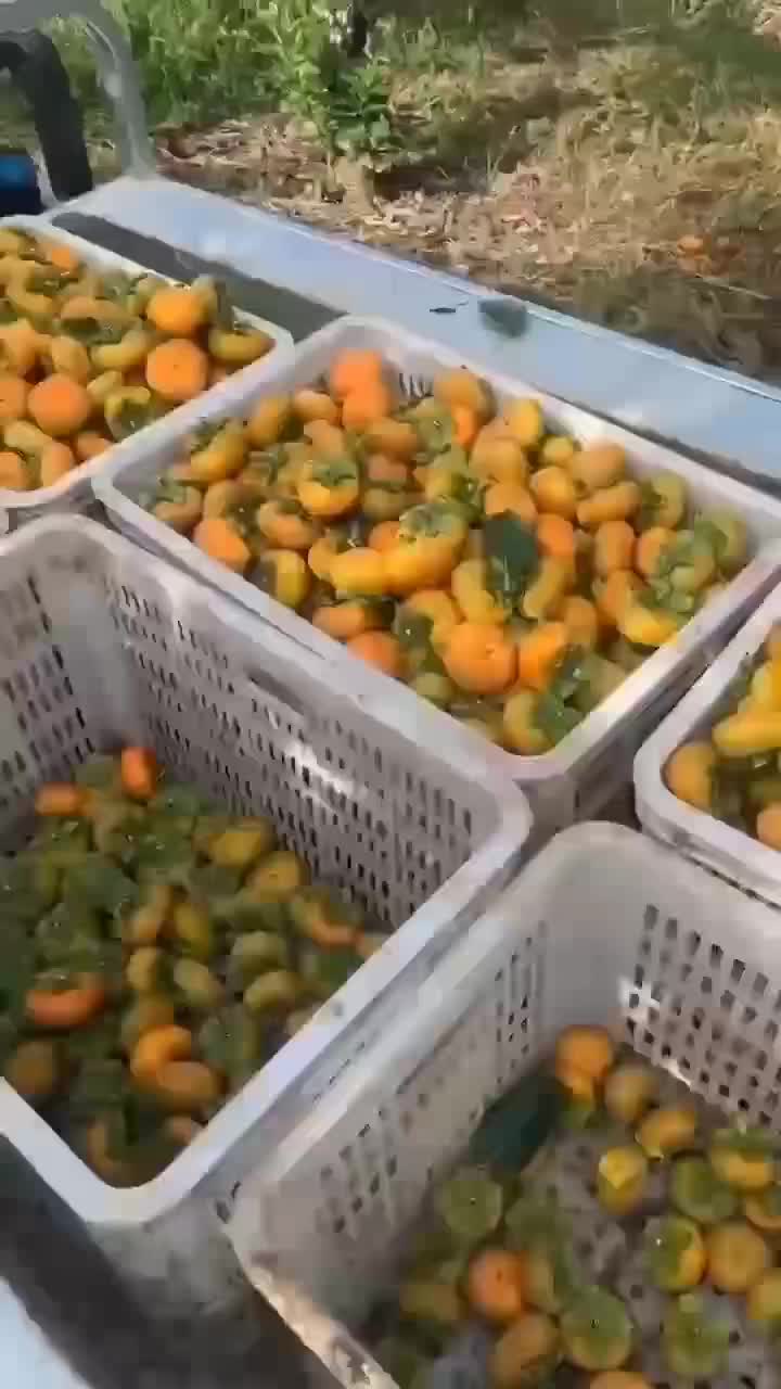 水果柿子大量供应