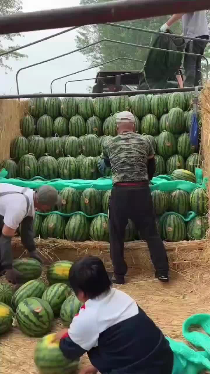 吉林甜王，地雷西瓜大量上市供应全国各地甜度嘎嘎甜