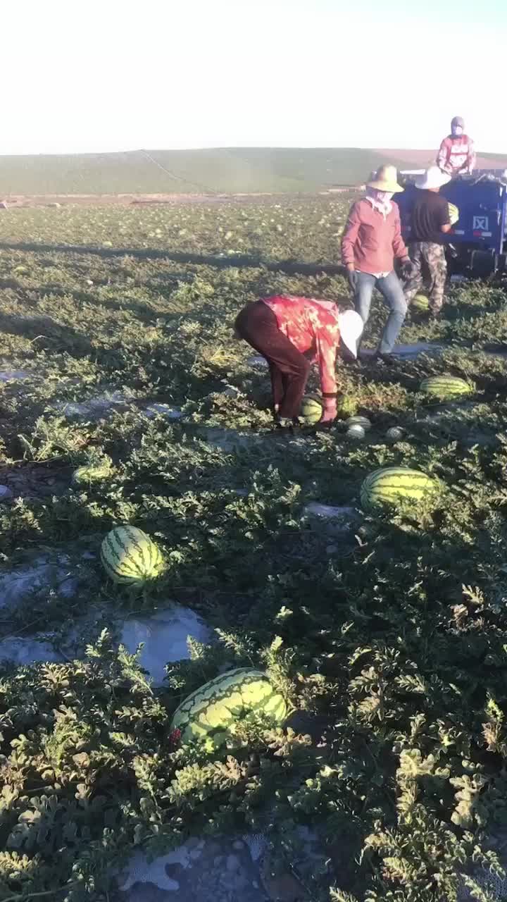 高湾十万亩沙地西瓜上市了，真的的大山里的石头西瓜