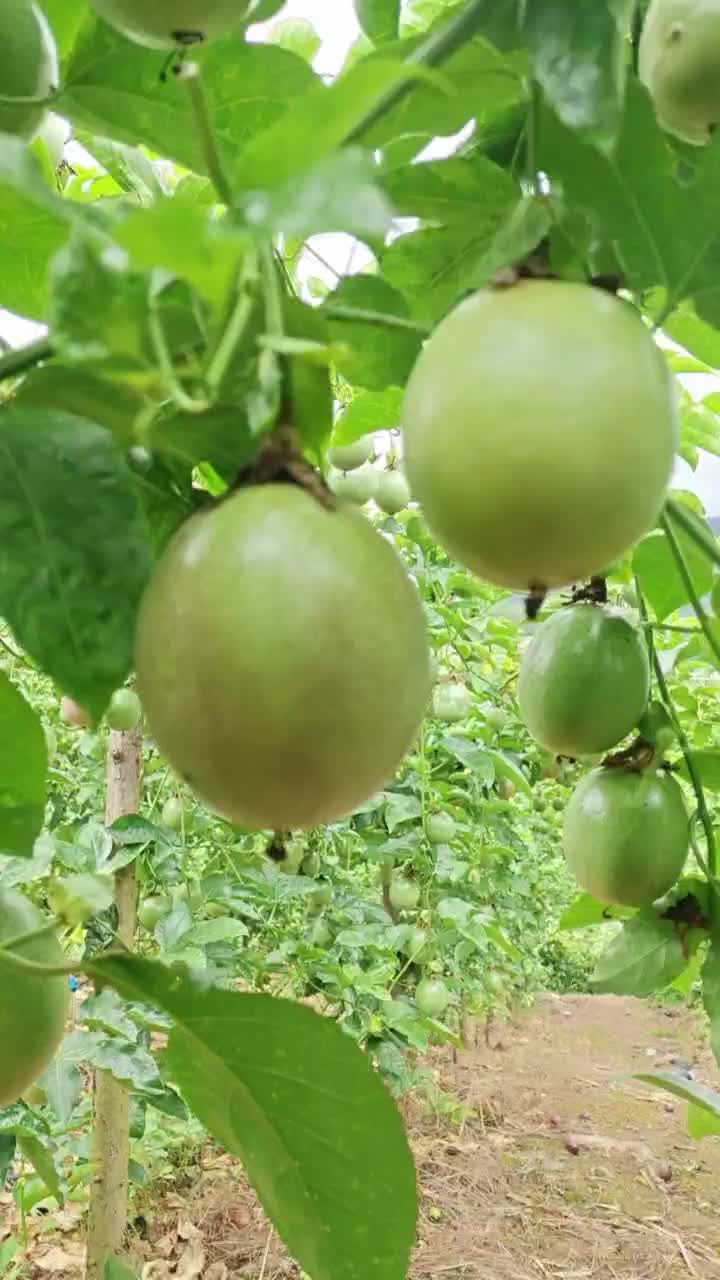 云南山地百香果大量上市出货中，有需要的我