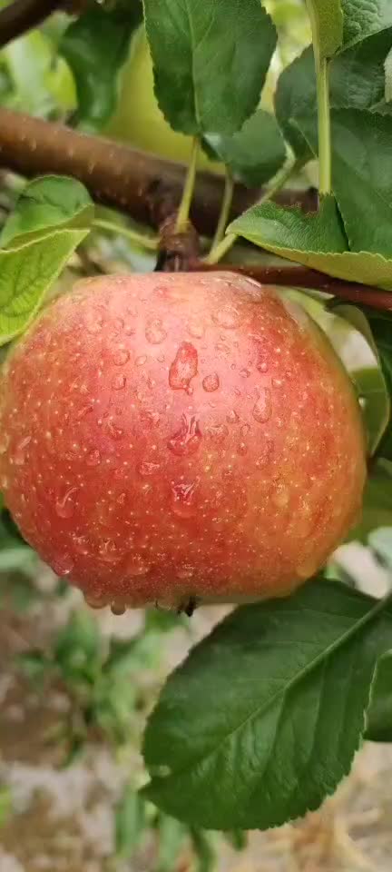 美八苹果