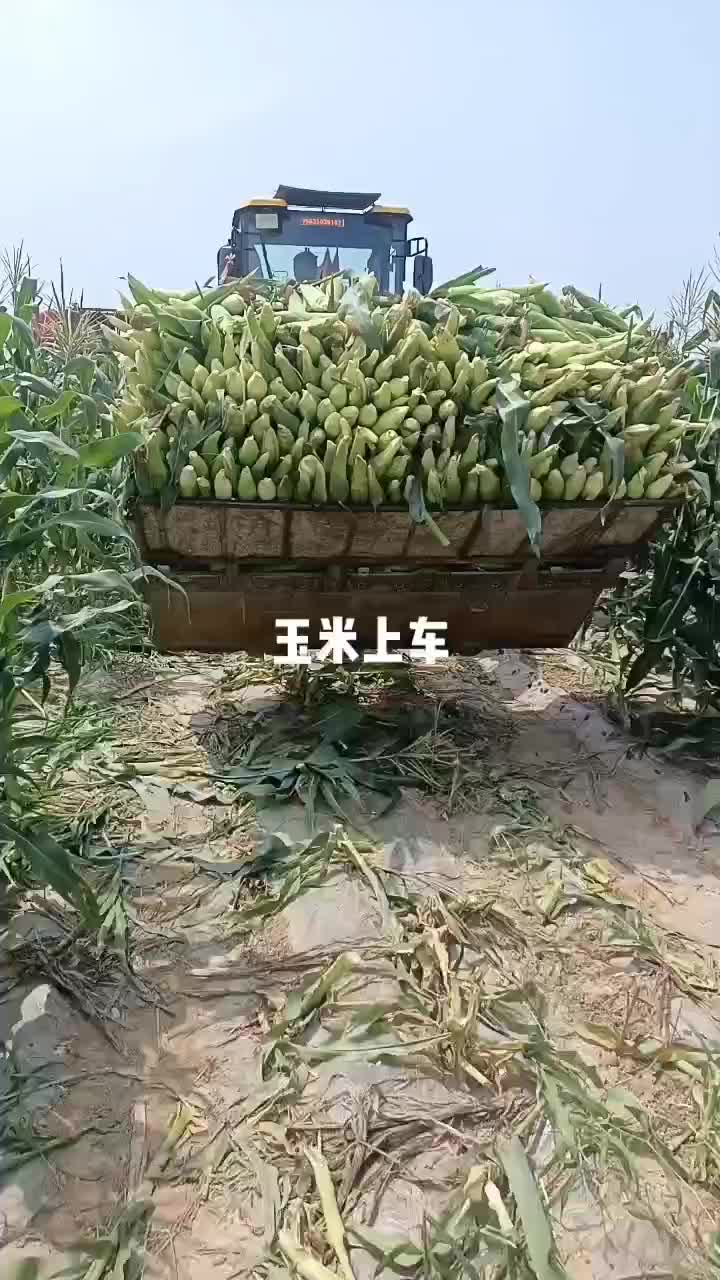 糯玉米