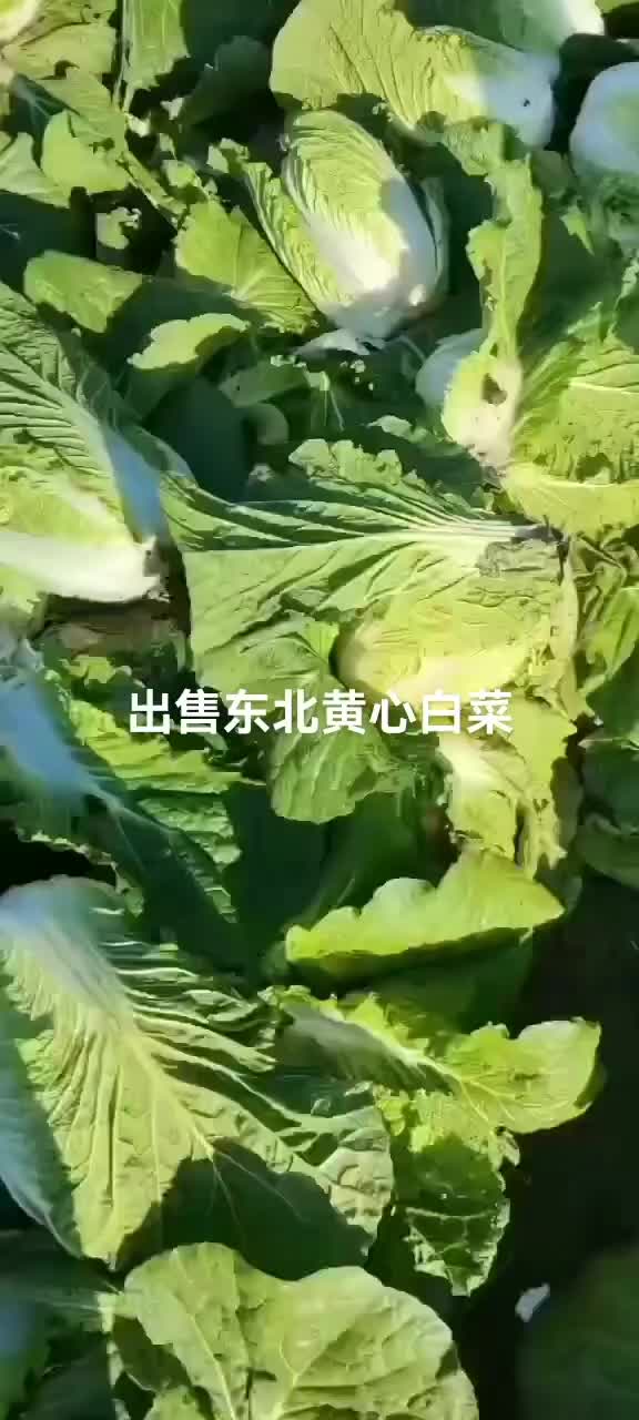 东北黄心白菜