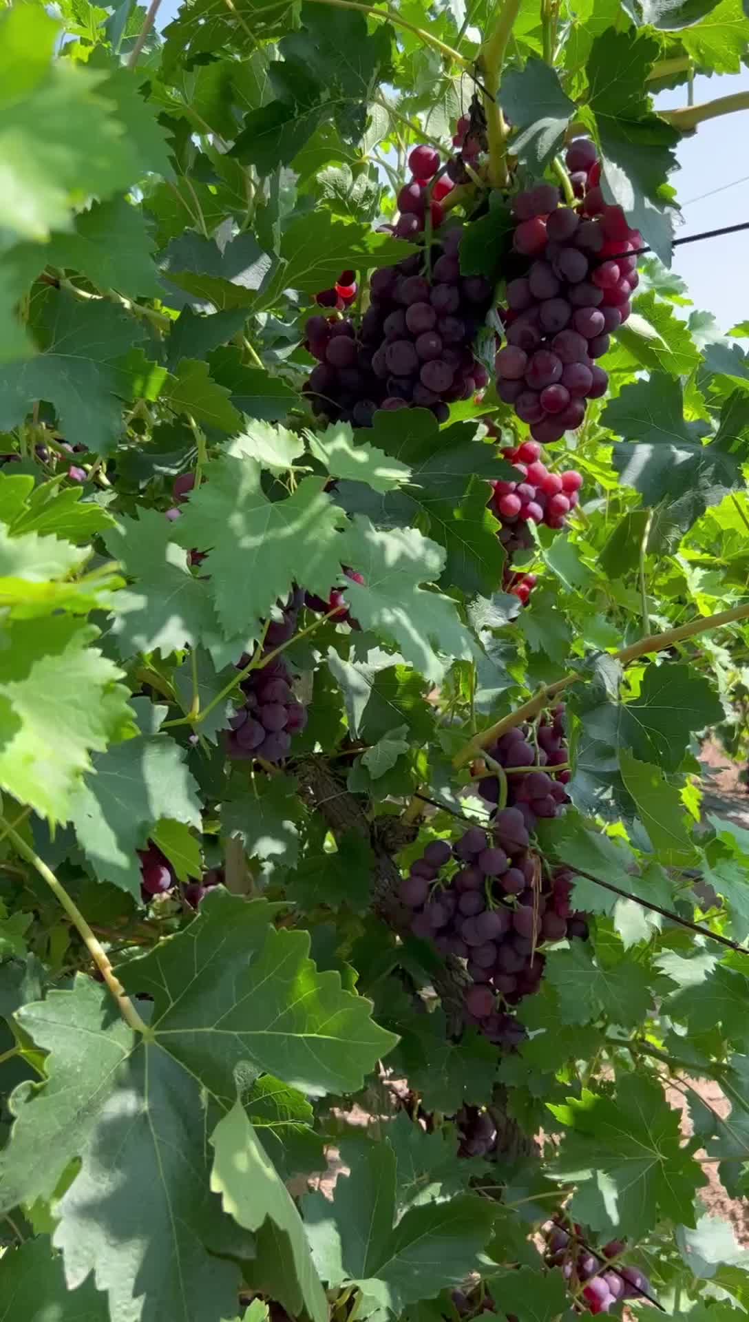 宁夏银川西夏区百亩葡萄园开园了🍇现熟品种乍娜