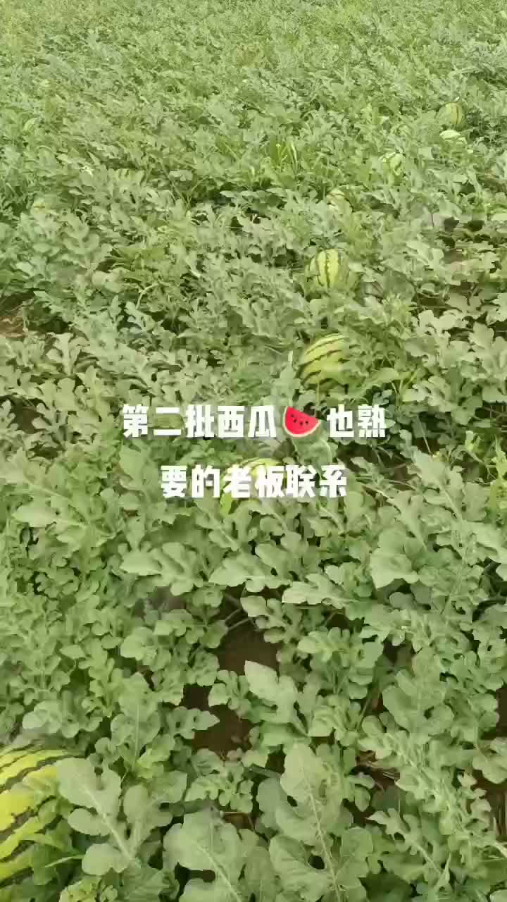 麒麟西瓜