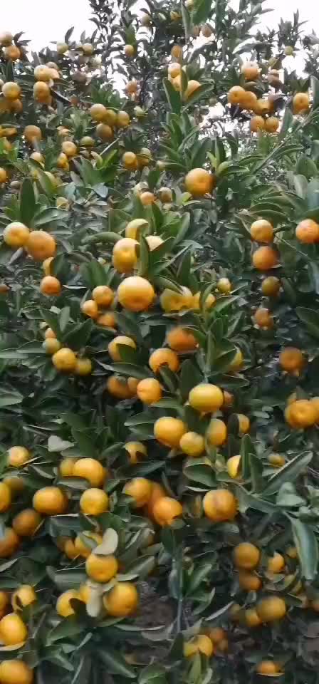 江西南丰蜜橘（也叫贡桔）