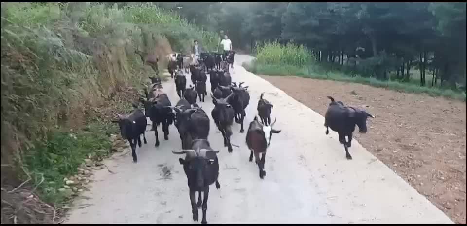 本地黑山羊