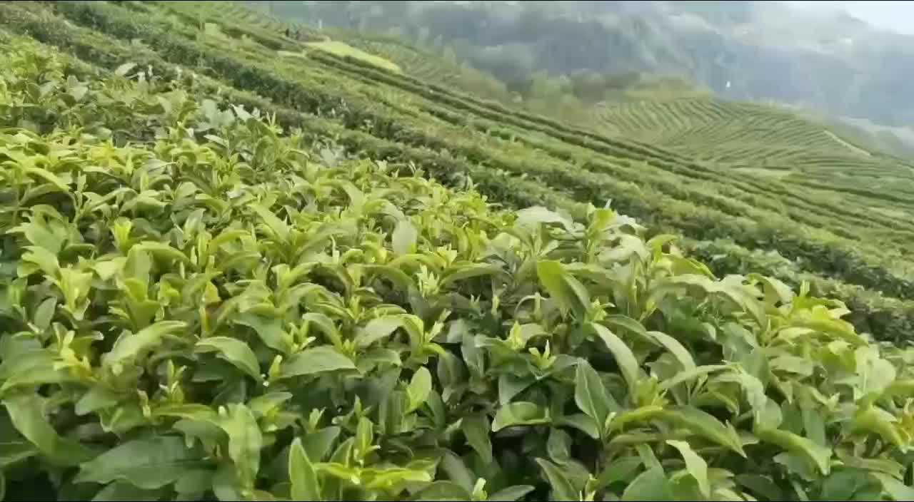 茶叶，绿茶，毛尖茶，竹溪茶，武当茶