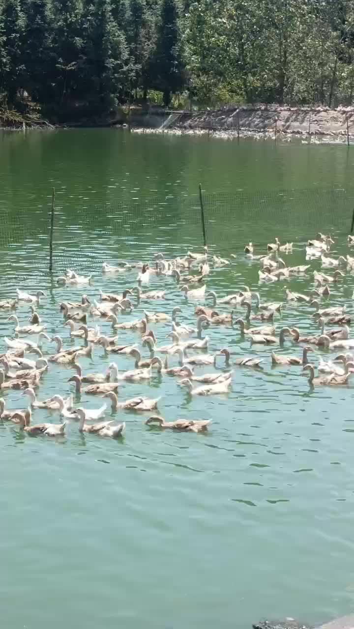 一年多的蛋鸭老鸭婆，