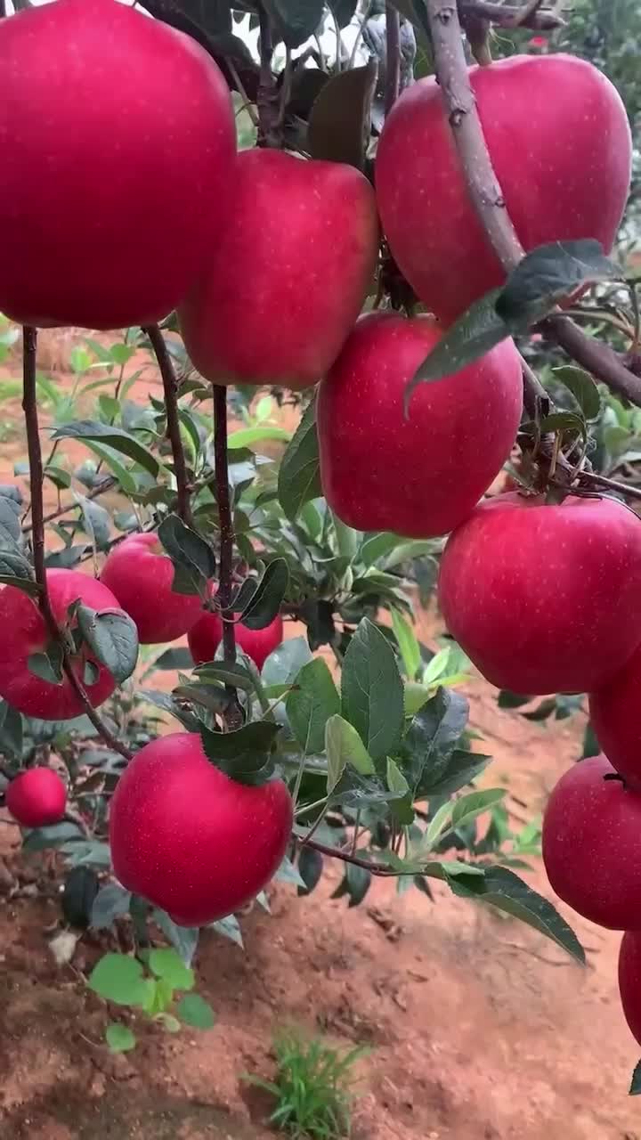 鲁丽苹果🍎、绥中优质产品，优质产地，欢迎各位光临